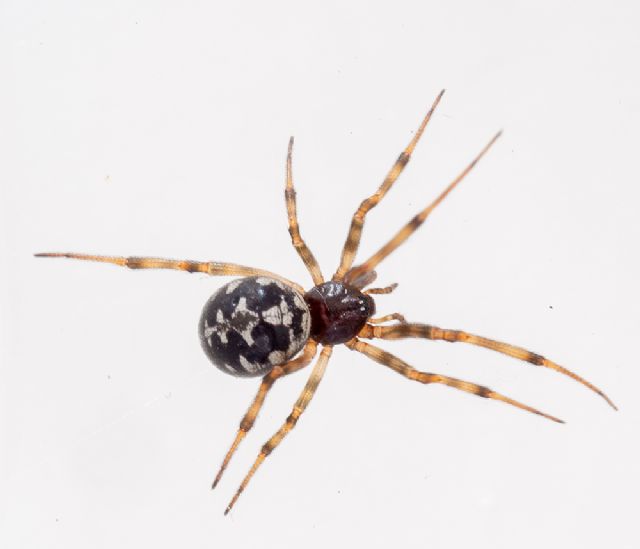 Bianco e nero: Steatoda triangulosa - Lunigiana (MS)